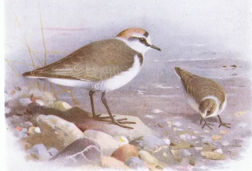 Seeregenpfeifer, aus Die Vögel der Britischen Inseln und ihre Eier, veröffentlicht von Frederick Warne & Co Ltd, 1958