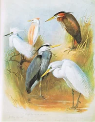 Seidenreiher, Rinderreiher, Graureiher, Purpurreiher, Silberreiher, veröffentlicht von Book Club Associates, 1972