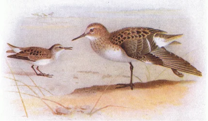 Zwergstrandläufer, aus Vögel der Britischen Inseln und ihre Eier, veröffentlicht von Frederick Warne & Co Ltd, 1958