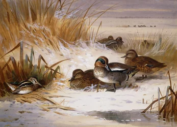 Stockente, Pfeifente und Schnepfe am Rand eines Teiches im Winter