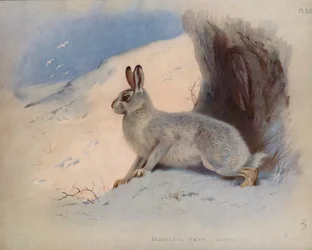 Schneehase (Winter)