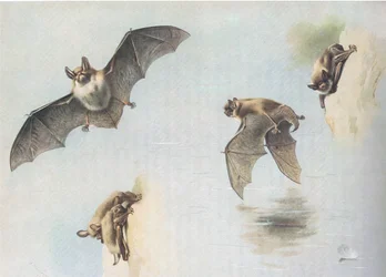 Wasserfledermaus und Teichfledermaus, aus Thorburns Säugetiere, veröffentlicht von Longmans and Co, ca. 1920
