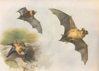 Zwergfledermaus oder Gemeine Fledermaus, aus Thorburns Säugetiere, veröffentlicht von Longmans and Co, ca. 1920