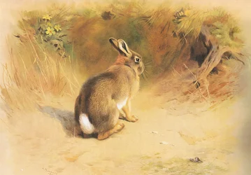Kaninchen, aus Thorburns Säugetiere, veröffentlicht von Longmans and Co, ca. 1920
