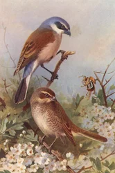 Neuntöter (männlich und weiblich)