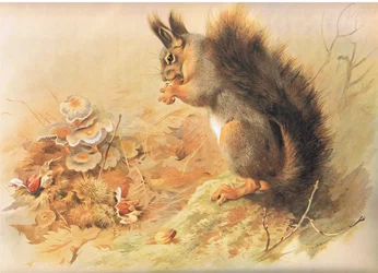 Rotes Eichhörnchen, aus Thorburns Säugetiere, veröffentlicht von Longmans und Co, ca. 1920