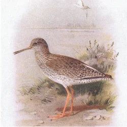 Rotschenkel, aus Vögel der Britischen Inseln und ihre Eier veröffentlicht von Frederick Warne & Co Ltd, 1958