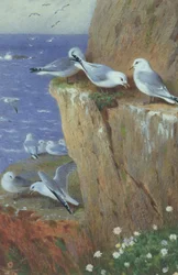 Möwen