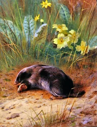 Der Gemeine Maulwurf