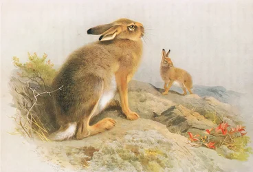 Der Schneehase und der Irische Hase im Herbst, aus Thorburns Säugetiere, veröffentlicht von Longmans and Co, ca. 1920