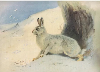 Der Schneehase im Winter, aus Thorburns Säugetiere, veröffentlicht von Longmans and Co, ca. 1920