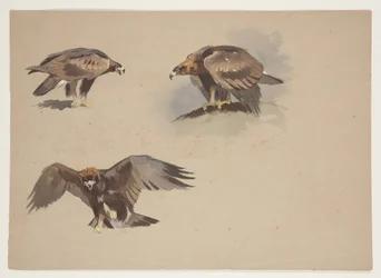 Drei kleine Skizzen eines Steinadlers, ca. 1915