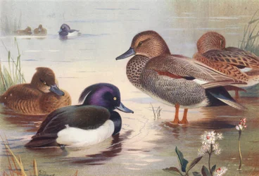 Reiherente (männlich und weiblich), Schnatterente (männlich und weiblich)