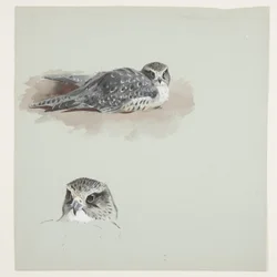 Zwei Farbstudien eines Merlin, ca. 1915