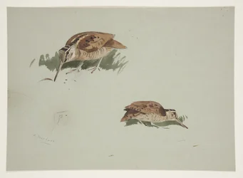 Zwei Vignetten mit Waldschnepfen, um 1915