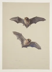 Bartfledermaus, ca. 1915