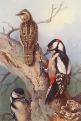 Wendehals, Buntspecht (männlich und weiblich)