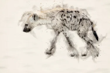 Gefleckte Hyäne Aquarell