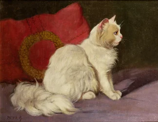 Weiße Perserkatze