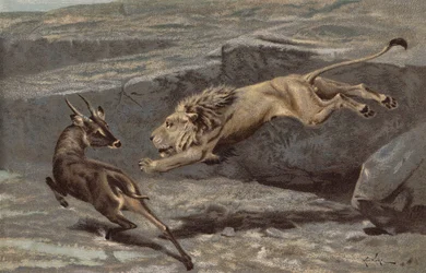 Ein nächtlicher Angriff