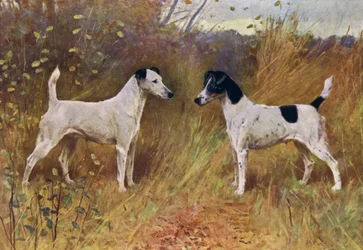 Rivalisierende Schönheiten, Champion Donna Fortuna und Champion Duchess of Durham