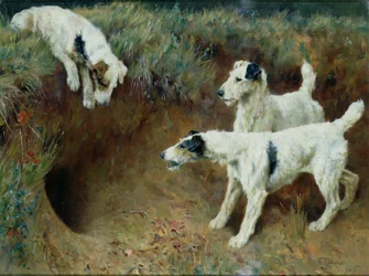 Drahthaarige Foxterrier an einem Dachsbau