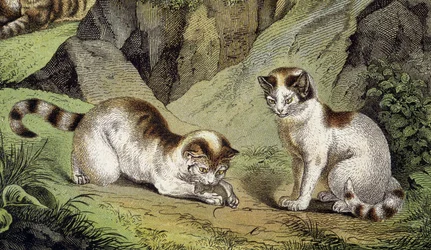 Zwei spielende Katzen (Gravur)