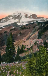 Violette Astern im Mount-Rainier-Nationalpark, um 1916