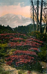 Purpurheide am Mount Rainier im Mount-Rainier-Nationalpark, ca. 1916