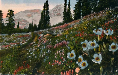 Die Anemone im Mount-Rainier-Nationalpark, um 1916