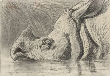 Kopf eines Nashorns, halb im Wasser