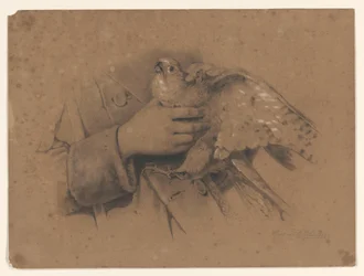 Turmfalke in Händen gefangen
