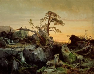 Sterbender Urwald