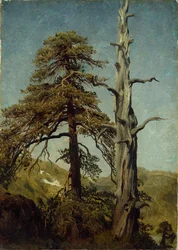 Studie von Bäumen