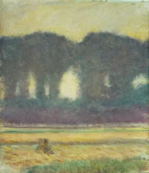 Tannen und ein Kornfeld