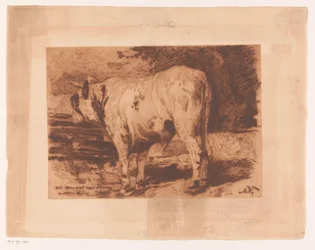 Stier auf der Weide