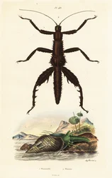 Dornteufel-Wanderstock und Australische Fasanenmuschel