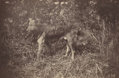 Studie eines Hundes, späte 1870er