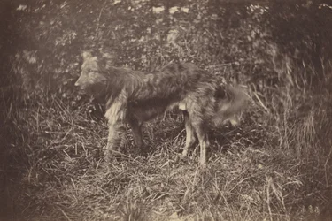 Studie eines Hundes, späte 1870er Jahre (Foto)