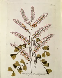 Botanik: „Campeche“ (Haematoxylon campechianum), Tafel aus „Medicinalium secundum Linnaei digestarum“ von Joseph Jacobi Plenck (1735-1807) 1788-1803, Privatbesitz