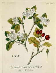 Botanik: „Dornige Weißdorn“ (Crataegus oxycantha) Tafel aus „Medicinalium secundum Linnaei digestarum“ von Joseph Jacobi Plenck (1735-1807) 1788-1803 Private Sammlung