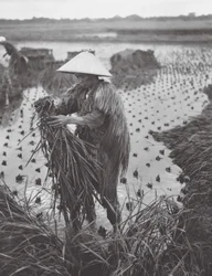 Japan: Reisernte in der Nähe von Niigata