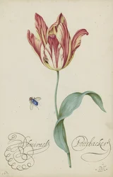 Studie einer Tulpe und einer Fliege