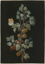 Ein Zweig Stachelbeeren mit einer Libelle, einem Aurorafalter und einer Raupe