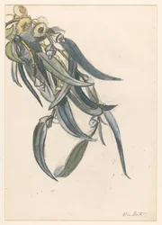 Blühender Zweig eines Eukalyptus