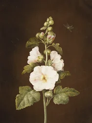 Eine Stockrose