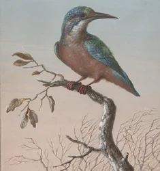Eisvogel