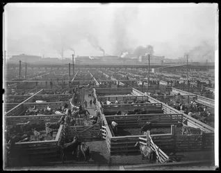 Viehgehege in den Union Stock Yards, Chicago, Illinois, USA, um 1900