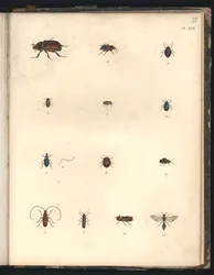 Käfer und Wespen, Pl.XXII, Illustration aus 