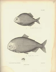 Characidae, Pl. XLVII, stahlgraviert von Coutant nach einer Gravur von Nicola Huet, Illustration aus 